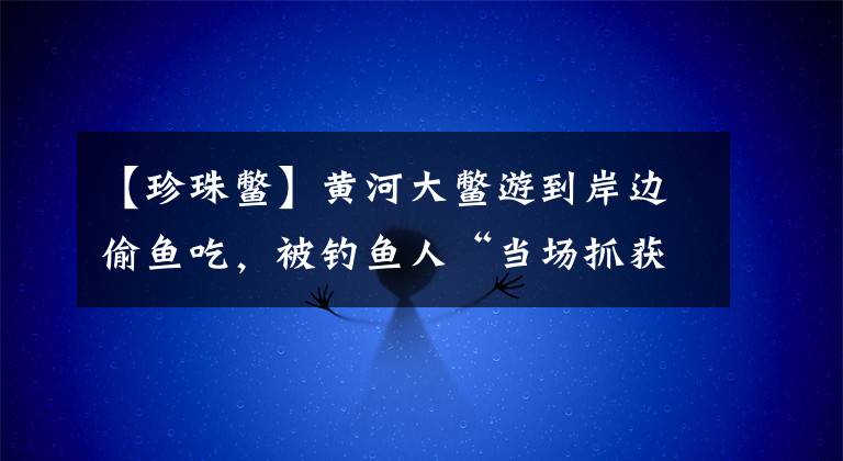 【珍珠鳖】黄河大鳖游到岸边偷鱼吃，被钓鱼人“当场抓获”，竟是只白色甲鱼