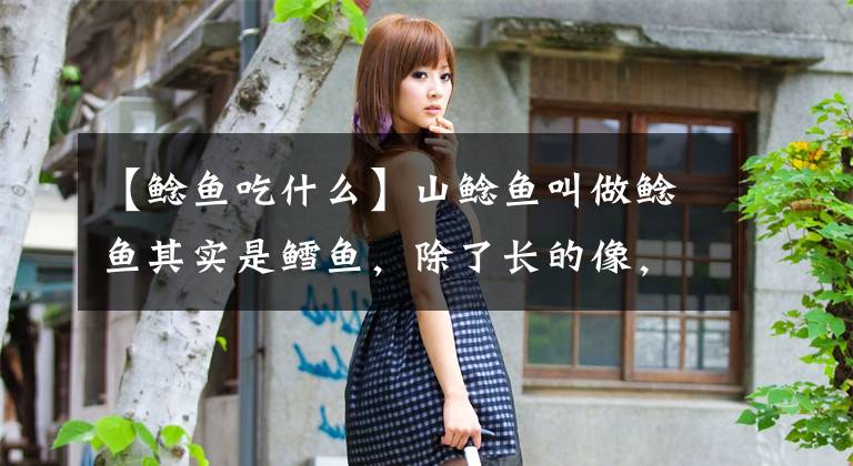 【鲶鱼吃什么】山鲶鱼叫做鲶鱼其实是鳕鱼，除了长的像，习性大不同