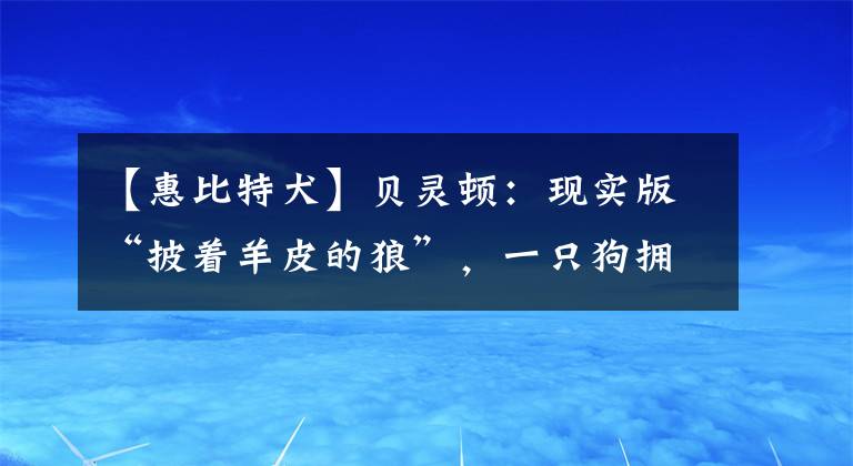 【惠比特犬】贝灵顿：现实版“披着羊皮的狼”，一只狗拥有羊的外表，还会变色