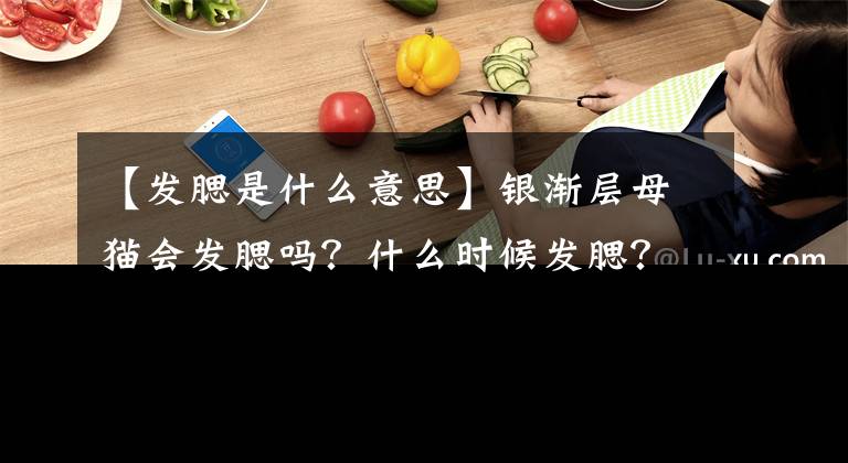 【发腮是什么意思】银渐层母猫会发腮吗？什么时候发腮？