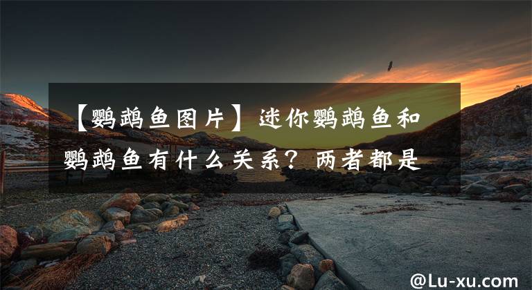 【鹦鹉鱼图片】迷你鹦鹉鱼和鹦鹉鱼有什么关系？两者都是“人造鱼”，前者能繁殖