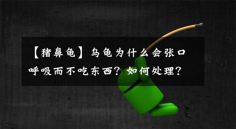 【猪鼻龟】乌龟为什么会张口呼吸而不吃东西？如何处理？