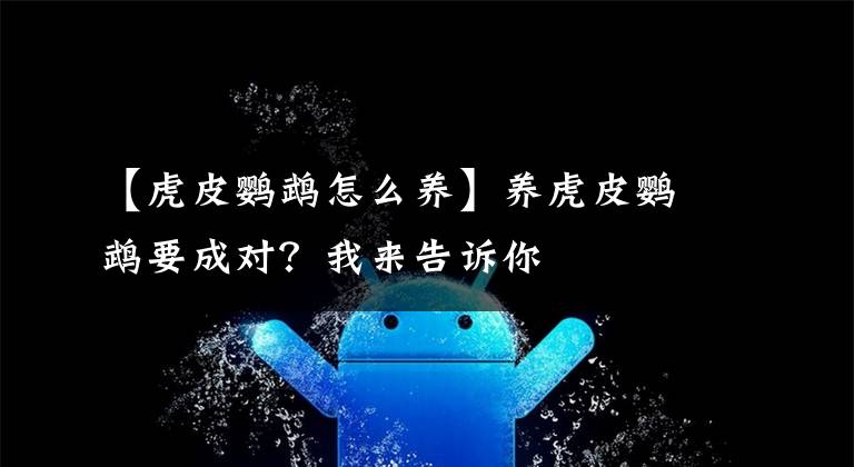 【虎皮鹦鹉怎么养】养虎皮鹦鹉要成对？我来告诉你