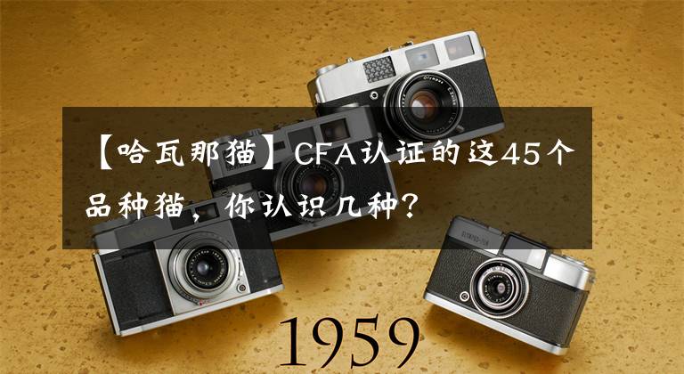 【哈瓦那猫】CFA认证的这45个品种猫，你认识几种？