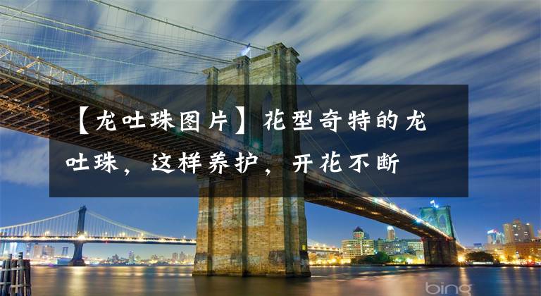 【龙吐珠图片】花型奇特的龙吐珠，这样养护，开花不断