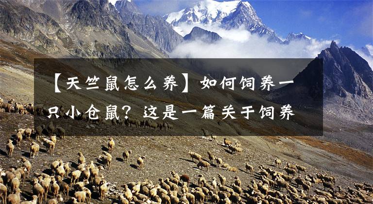 【天竺鼠怎么养】如何饲养一只小仓鼠？这是一篇关于饲养小仓鼠的入门指南