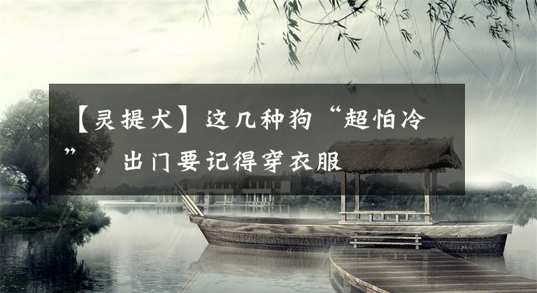 【灵提犬】这几种狗“超怕冷”，出门要记得穿衣服