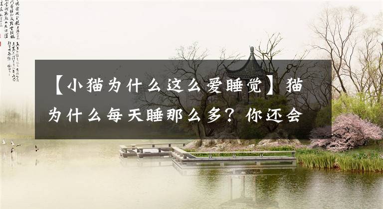 【小猫为什么这么爱睡觉】猫为什么每天睡那么多？你还会做梦吗？如何让他们更好地休息？