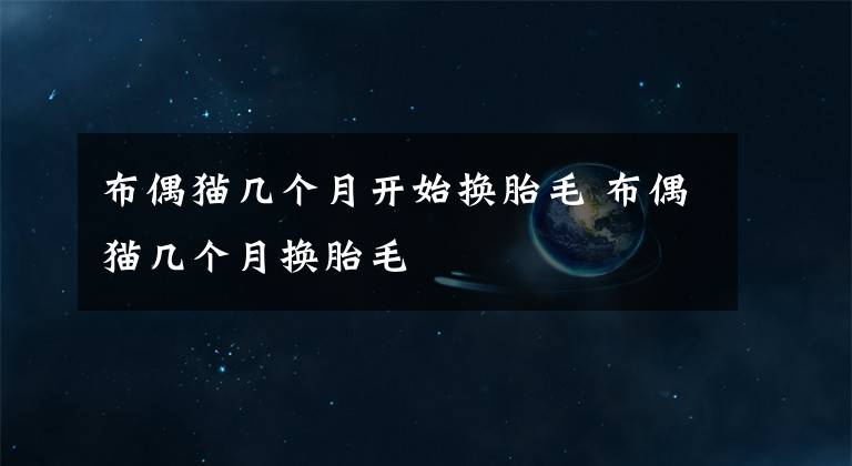 布偶猫几个月开始换胎毛 布偶猫几个月换胎毛
