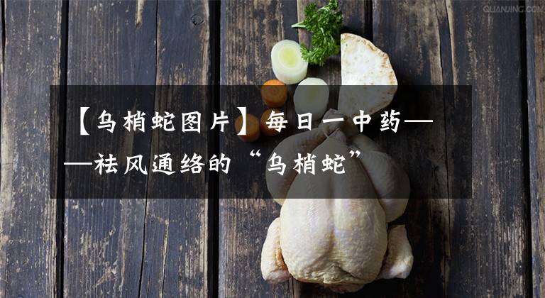 【乌梢蛇图片】每日一中药——祛风通络的“乌梢蛇”