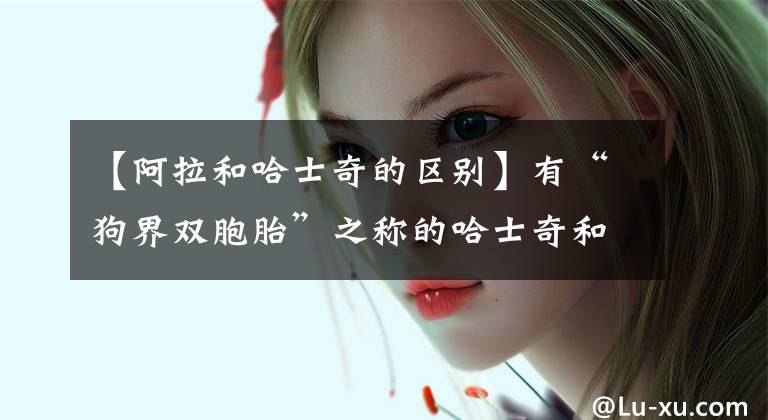 【阿拉和哈士奇的区别】有“狗界双胞胎”之称的哈士奇和阿拉斯加，你更喜欢谁？