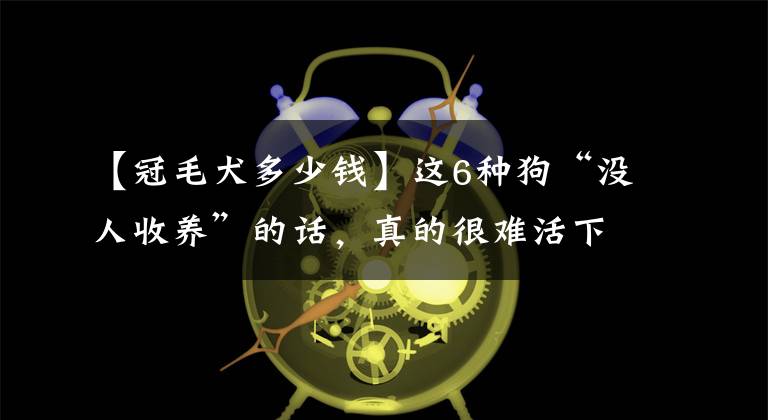 【冠毛犬多少钱】这6种狗“没人收养”的话，真的很难活下去