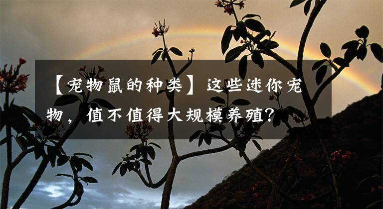 【宠物鼠的种类】这些迷你宠物，值不值得大规模养殖？