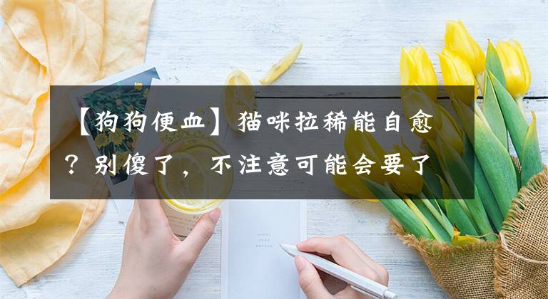 【狗狗便血】猫咪拉稀能自愈？别傻了，不注意可能会要了喵命