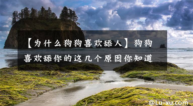 【为什么狗狗喜欢舔人】狗狗喜欢舔你的这几个原因你知道吗？