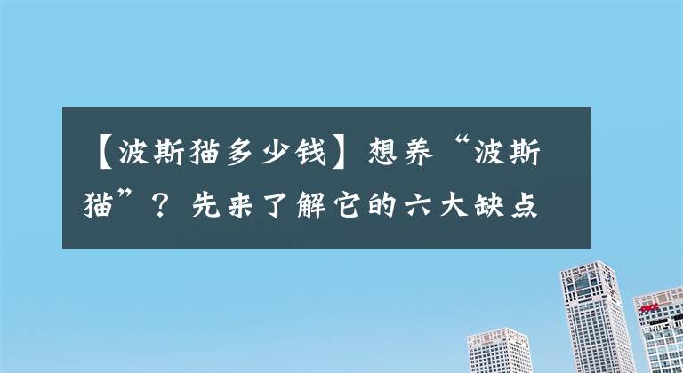【波斯猫多少钱】想养“波斯猫”？先来了解它的六大缺点
