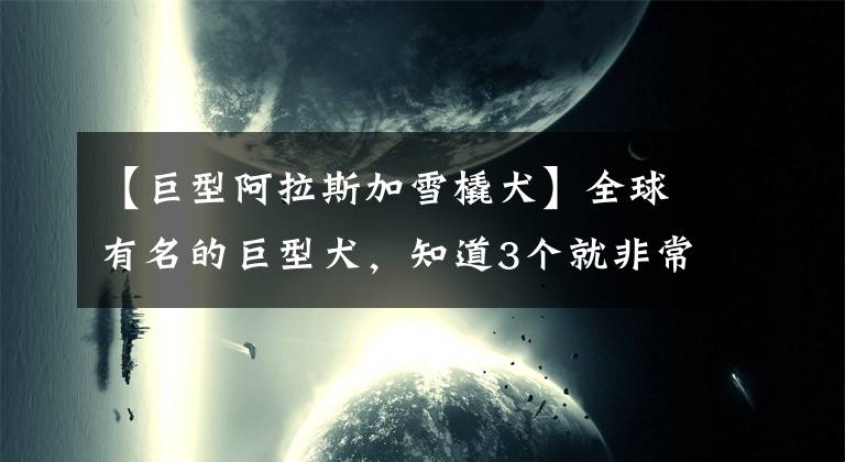 【巨型阿拉斯加雪橇犬】全球有名的巨型犬，知道3个就非常厉害了