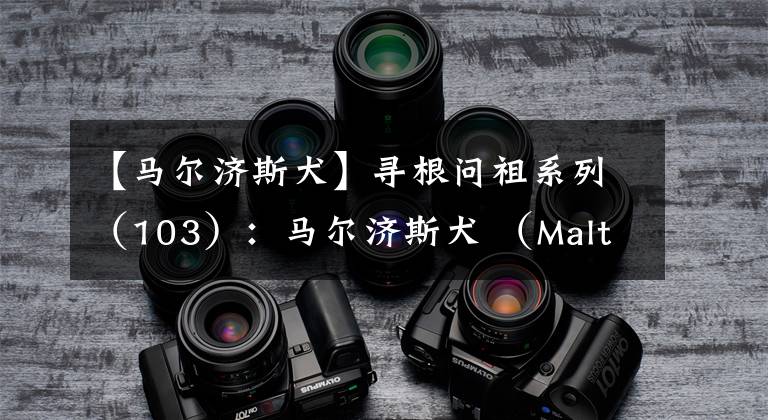 【马尔济斯犬】寻根问祖系列（103）：马尔济斯犬 （Maltese）