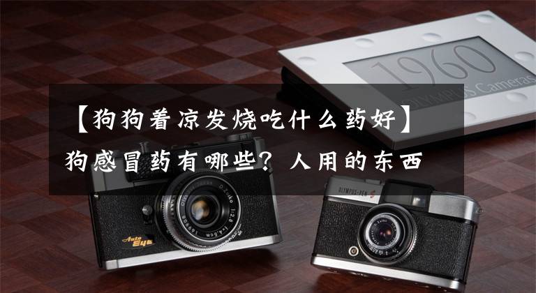 【狗狗着凉发烧吃什么药好】狗感冒药有哪些？人用的东西能吃吗？