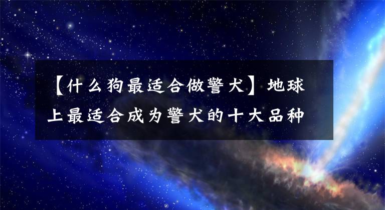 【什么狗最适合做警犬】地球上最适合成为警犬的十大品种，德牧第一，罗威纳犬第二