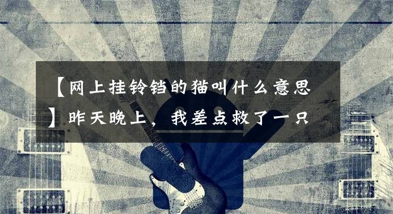 【网上挂铃铛的猫叫什么意思】昨天晚上，我差点救了一只戴铃铛的猫