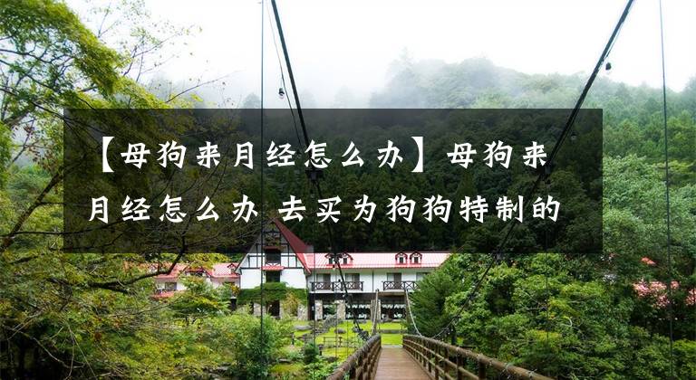 【母狗来月经怎么办】母狗来月经怎么办 去买为狗狗特制的生理裤
