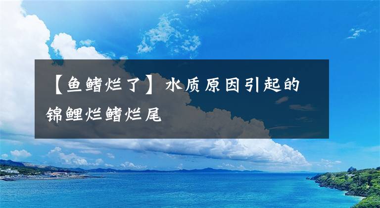 【鱼鳍烂了】水质原因引起的锦鲤烂鳍烂尾