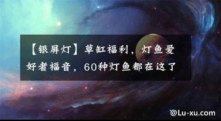 【银屏灯】草缸福利，灯鱼爱好者福音，60种灯鱼都在这了