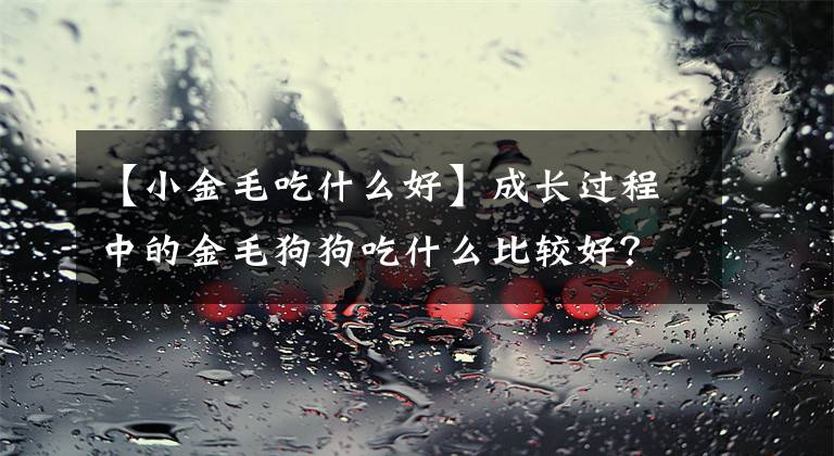 【小金毛吃什么好】成长过程中的金毛狗狗吃什么比较好？
