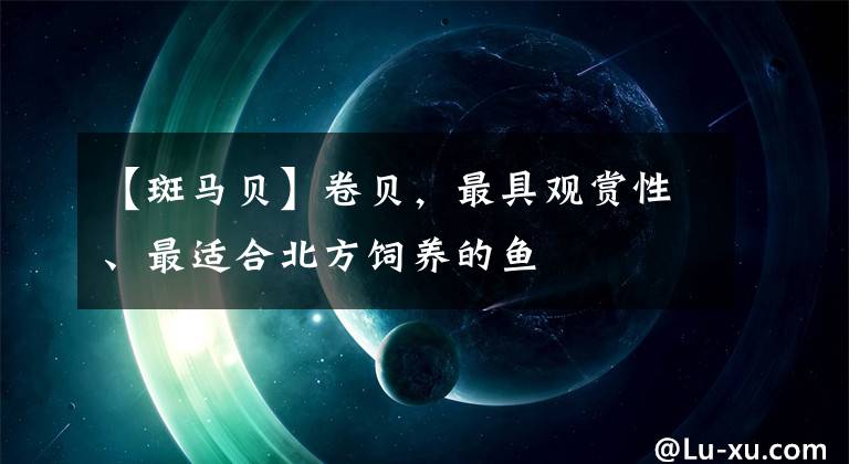 【斑马贝】卷贝，最具观赏性、最适合北方饲养的鱼