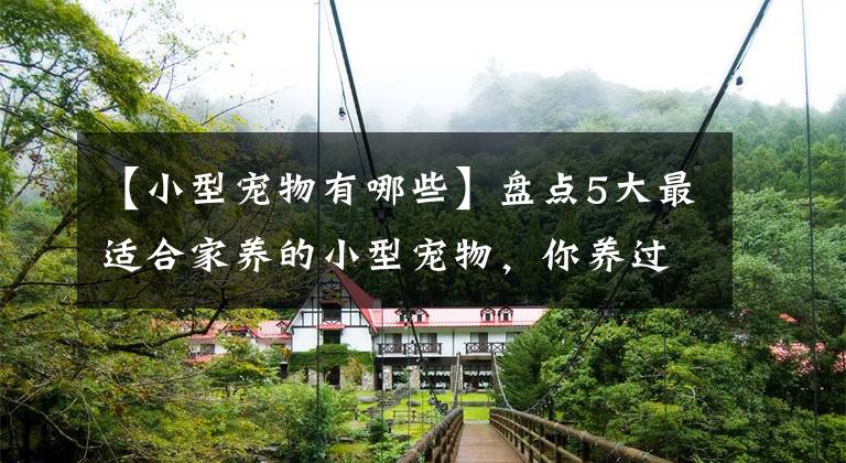 【小型宠物有哪些】盘点5大最适合家养的小型宠物，你养过几种？
