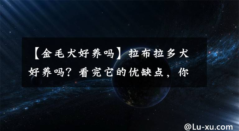【金毛犬好养吗】拉布拉多犬好养吗？看完它的优缺点，你就知道了