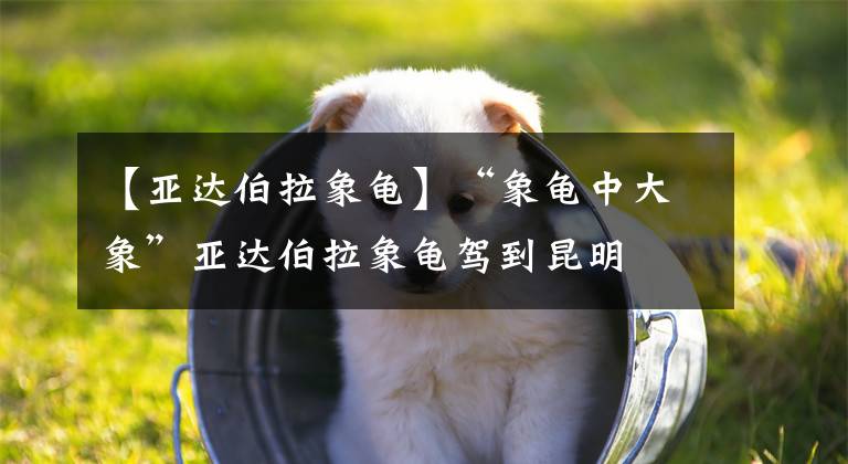 【亚达伯拉象龟】“象龟中大象”亚达伯拉象龟驾到昆明