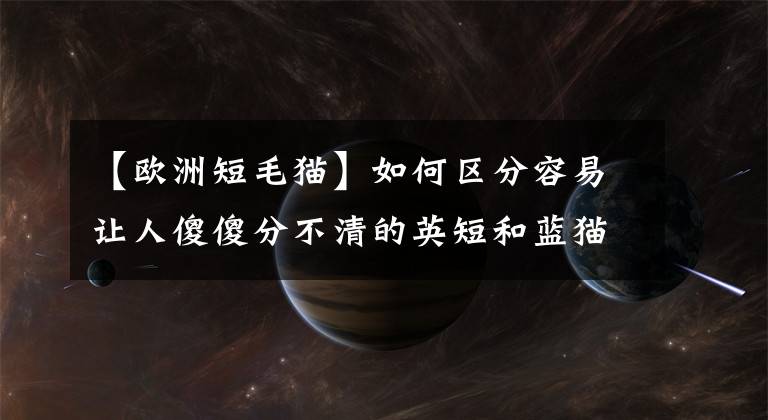 【欧洲短毛猫】如何区分容易让人傻傻分不清的英短和蓝猫？