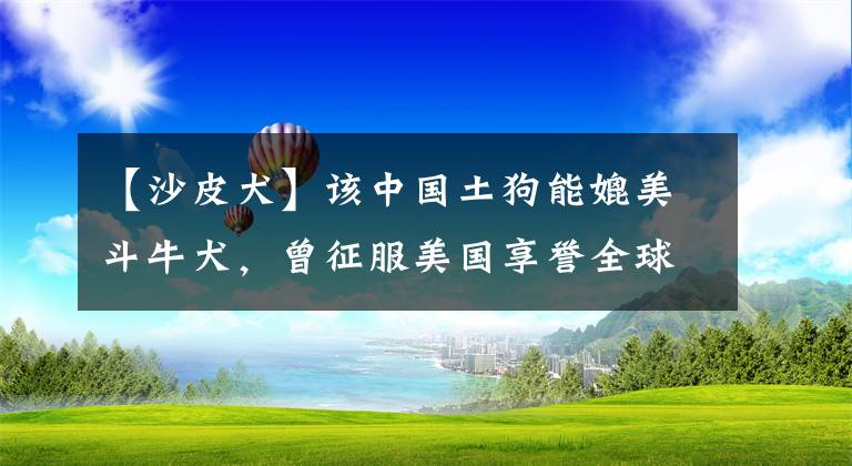 【沙皮犬】该中国土狗能媲美斗牛犬，曾征服美国享誉全球，如今面临绝种危机