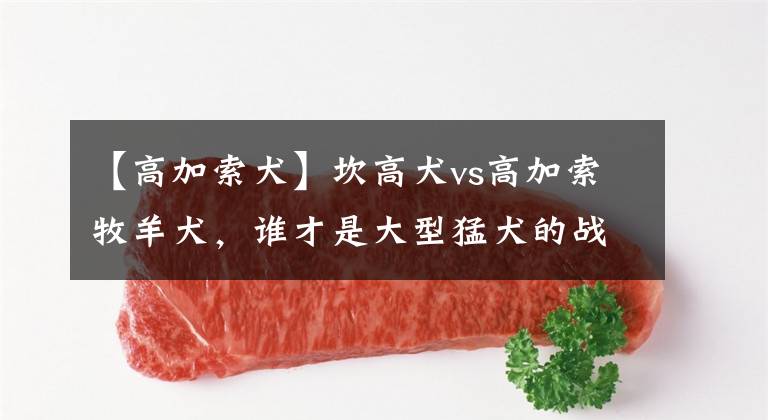 【高加索犬】坎高犬vs高加索牧羊犬，谁才是大型猛犬的战力天花板？