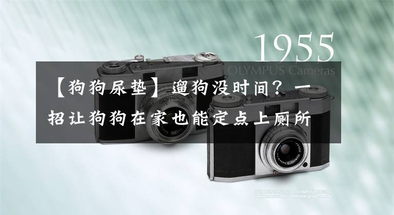 【狗狗尿垫】遛狗没时间？一招让狗狗在家也能定点上厕所