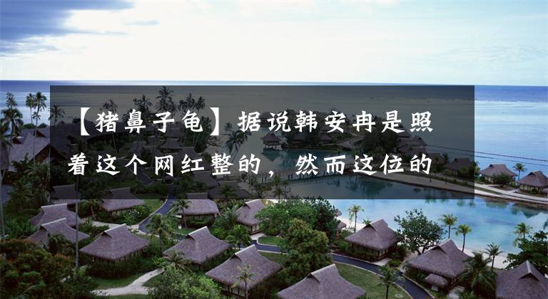 【猪鼻子龟】据说韩安冉是照着这个网红整的，然而这位的整形史更跌宕起伏！