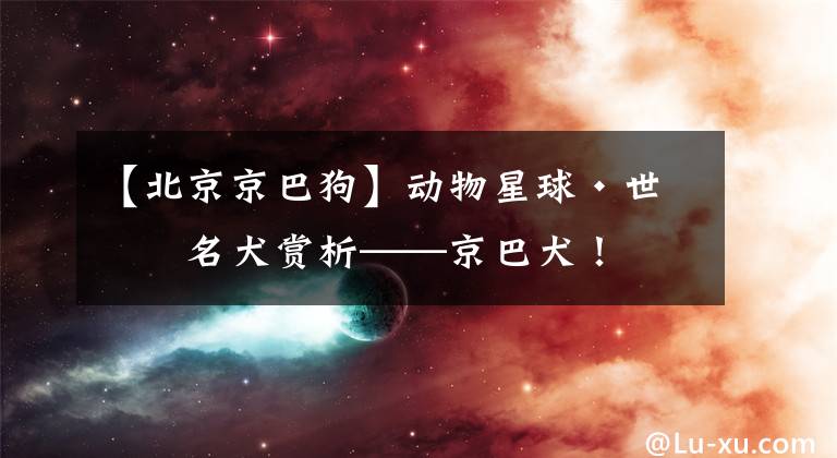 【北京京巴狗】动物星球·世界名犬赏析——京巴犬！