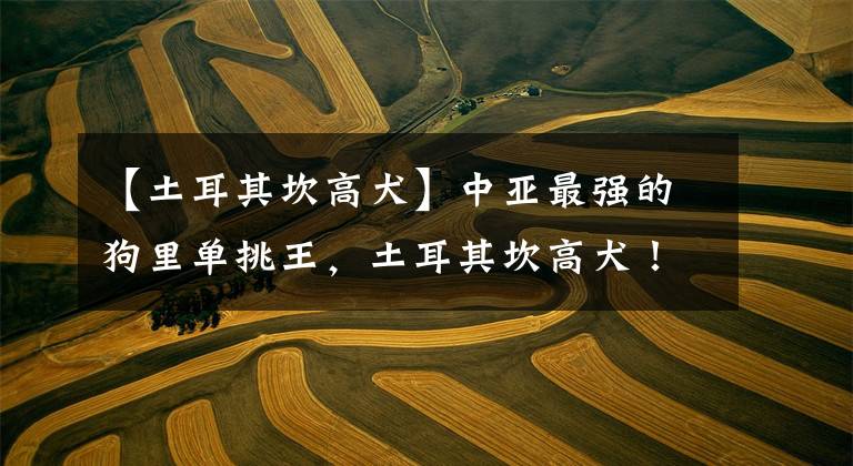 【土耳其坎高犬】中亚最强的狗里单挑王，土耳其坎高犬！