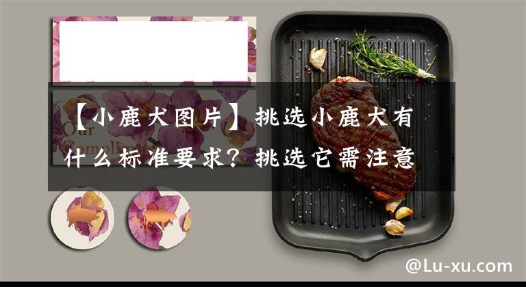 【小鹿犬图片】挑选小鹿犬有什么标准要求？挑选它需注意什么？