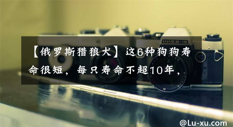 【俄罗斯猎狼犬】这6种狗狗寿命很短，每只寿命不超10年，罗威纳上榜