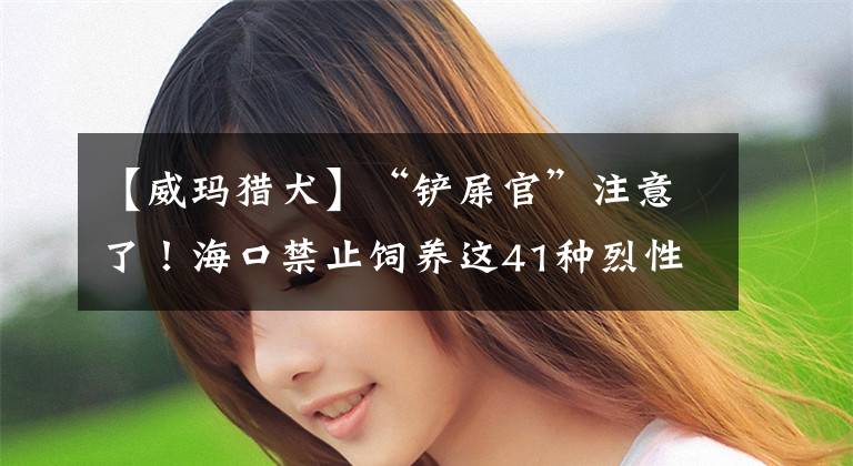 【威玛猎犬】“铲屎官”注意了！海口禁止饲养这41种烈性犬