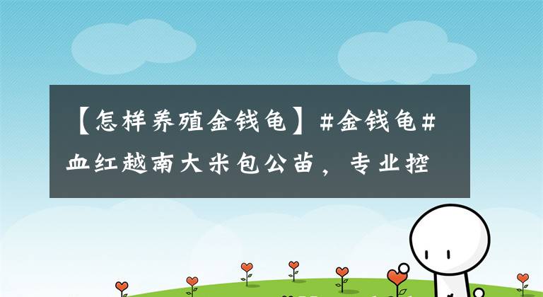 【怎样养殖金钱龟】#金钱龟#血红越南大米包公苗，专业控温孵公技术、品质保障