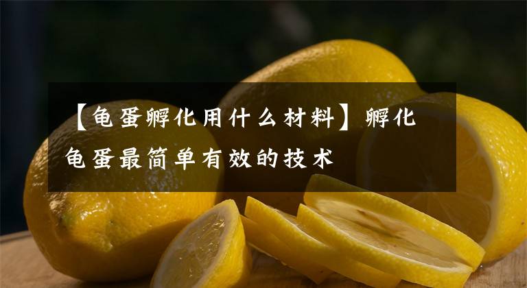 【龟蛋孵化用什么材料】孵化龟蛋最简单有效的技术