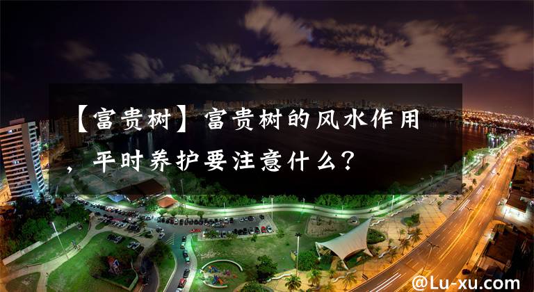【富贵树】富贵树的风水作用，平时养护要注意什么？