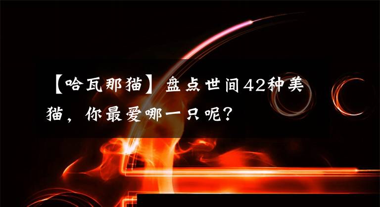 【哈瓦那猫】盘点世间42种美猫，你最爱哪一只呢？