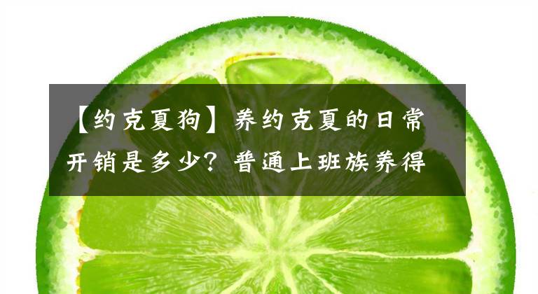 【约克夏狗】养约克夏的日常开销是多少？普通上班族养得起吗？