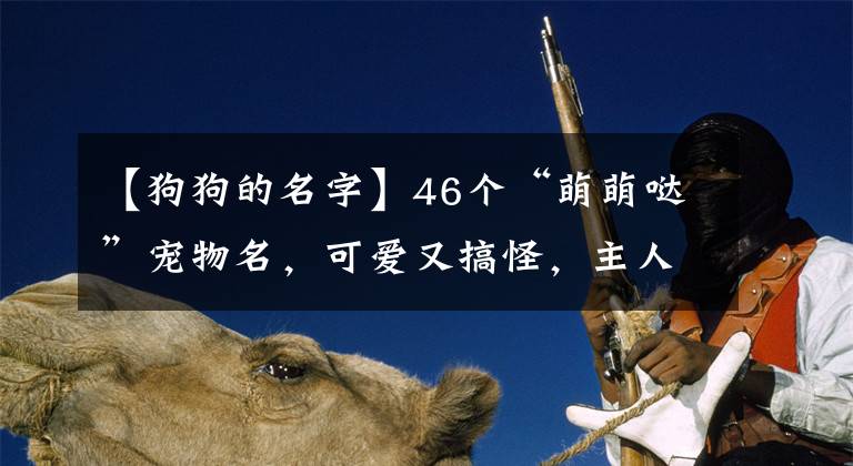 【狗狗的名字】46个“萌萌哒”宠物名，可爱又搞怪，主人的贴心小棉袄