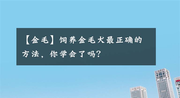 【金毛】饲养金毛犬最正确的方法，你学会了吗？